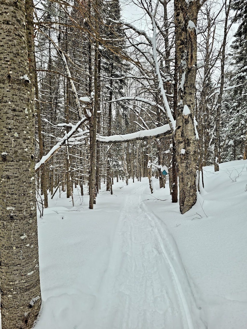 Chalet Mille Isles | 1534 Chem. de Mille Isles, Mille-Isles, QC J0R 1A0, Canada | Phone: (514) 995-8285