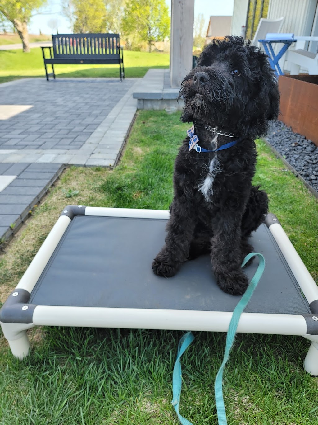 Durham Dog Training | 6150 Clemens Rd, Bowmanville, ON L1C 5R3, Canada | Phone: (365) 688-9070