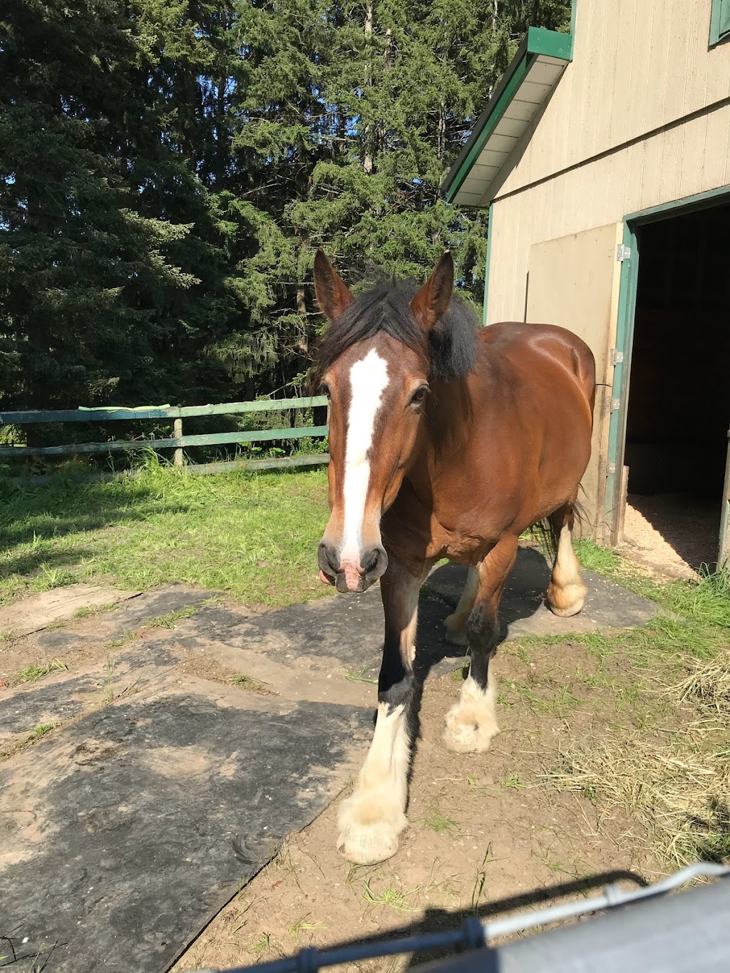 Casey and Finnigans | 5061 Grouhel Rd, Ladysmith, BC V9G 1J5, Canada | Phone: (250) 857-3584