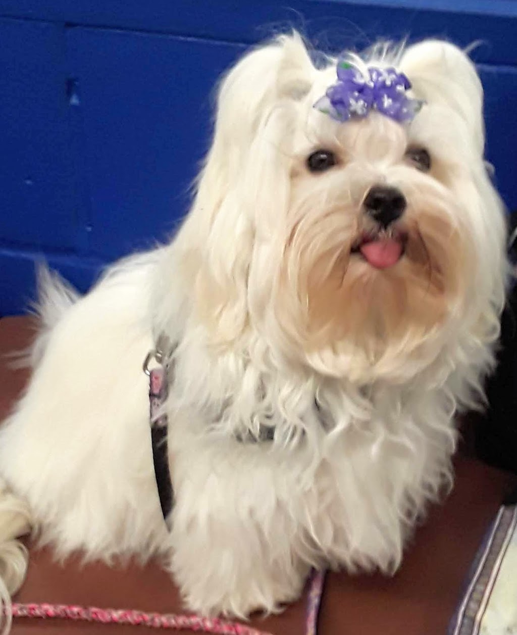 Club Canin Chomedey Inc | 6990 Av. des Perron, Laval, QC H7J 1G6, Canada | Phone: (450) 963-1298