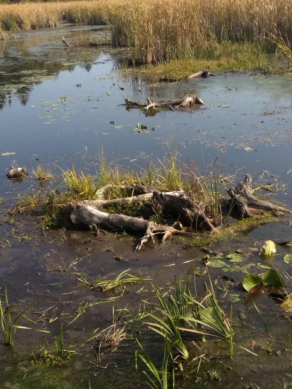 HR Frink Conservation Area and Outdoor Education Centre | 381 Thrasher Rd, Plainfield, ON K0K 2V0, Canada | Phone: (613) 968-3434