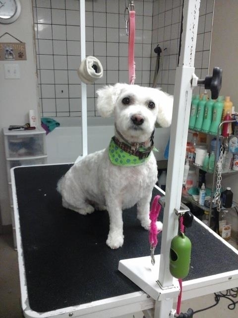 Toilettage Fier-Pets | 1431 Rang St Pierre, Hérouxville, QC G0X 1J0, Canada | Phone: (418) 365-6937
