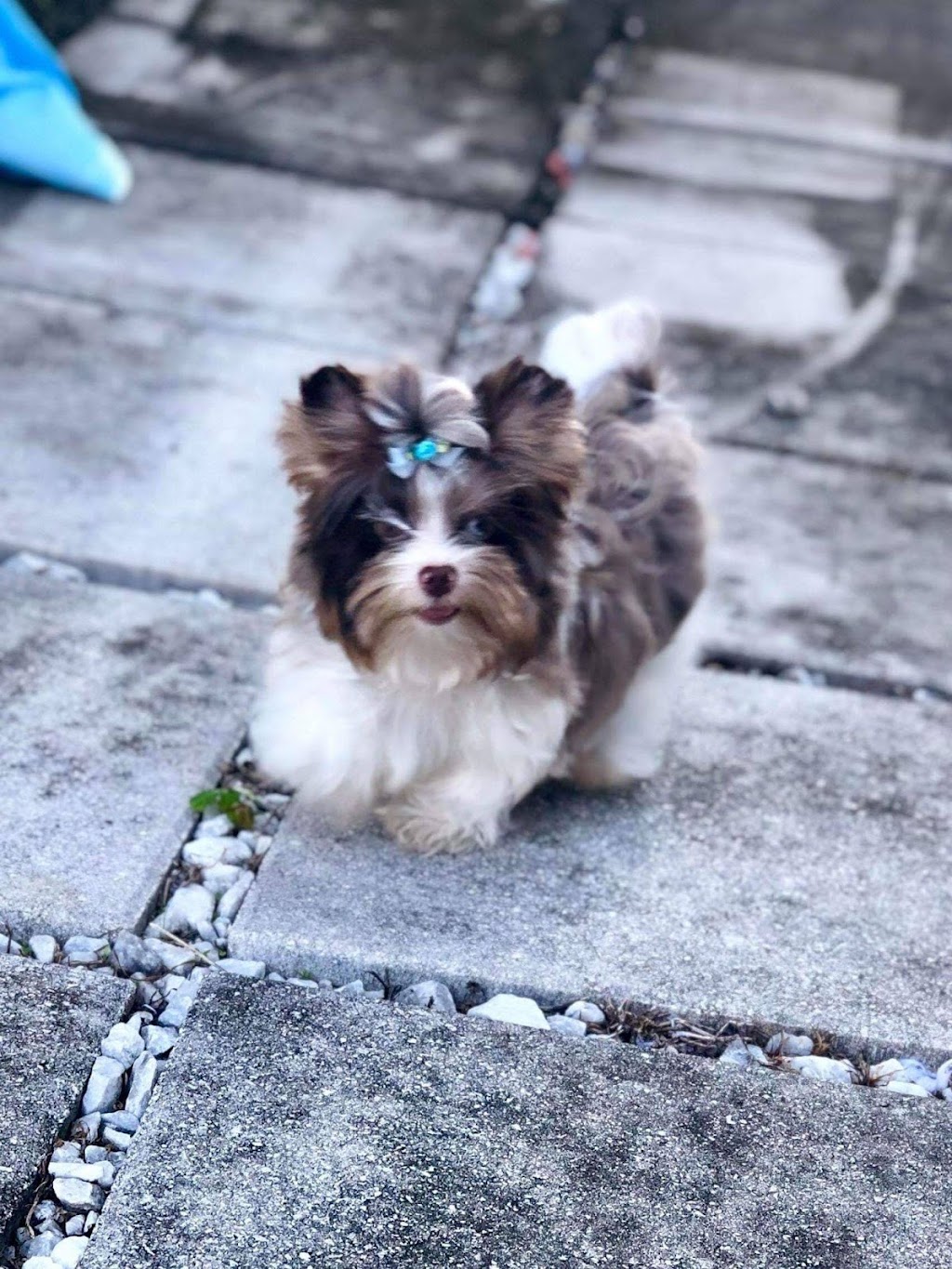 my lovely yorky | 273 Québec 116, Dosquet, QC G0S 1H0, Canada | Phone: (418) 728-0076