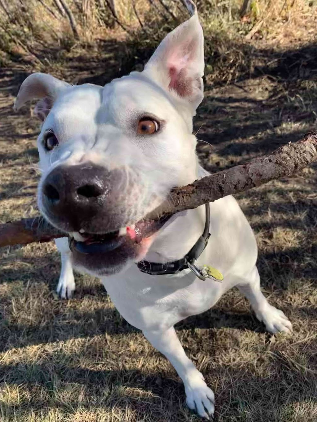Love Your Pet Animal Care Professionals | 10213 Township Rd 284A, Crossfield, AB T0M 0S0, Canada | Phone: (403) 265-7387