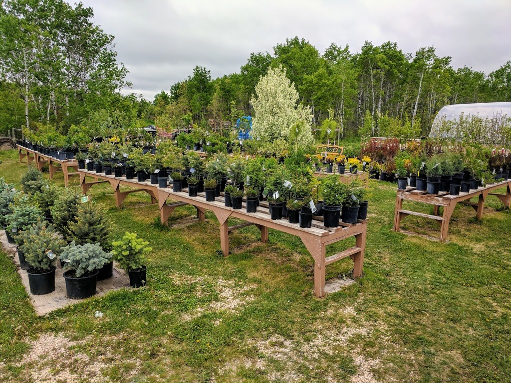 Sabados Greenhouse | 20003 Road 108N, Lundar, MB R0C 1Y0, Canada | Phone: (204) 762-5879