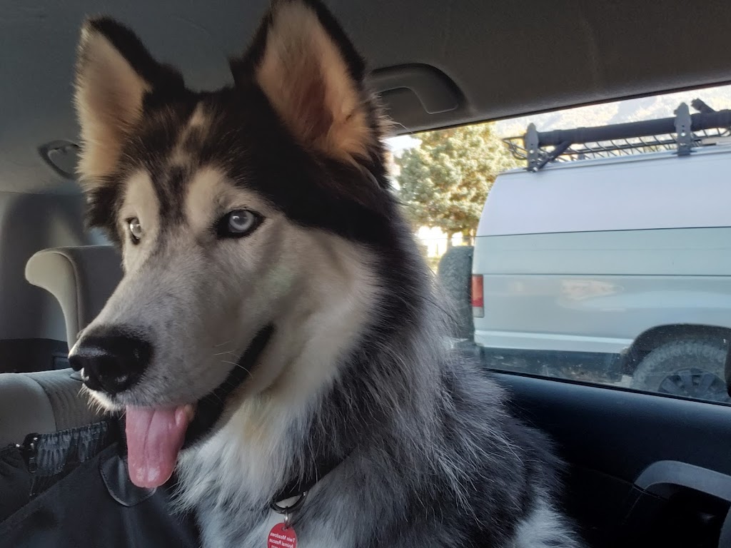 Barkside Pets | 791 2 Ave, Fernie, BC V0B 1M0, Canada | Phone: (250) 423-4332