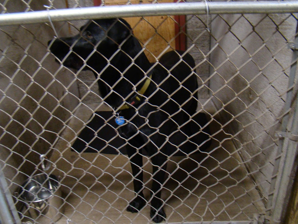Happy Haven Kennels | 19682 Richardson Rd, Pitt Meadows, BC V3Y 1Z1, Canada | Phone: (604) 465-5790