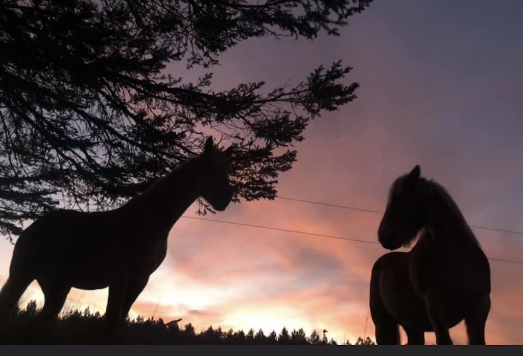 Harmony Acres Holistic Healing | 186 Havergal Rd, Carlow/Mayo, ON K0L 1G0, Canada | Phone: (613) 334-0871