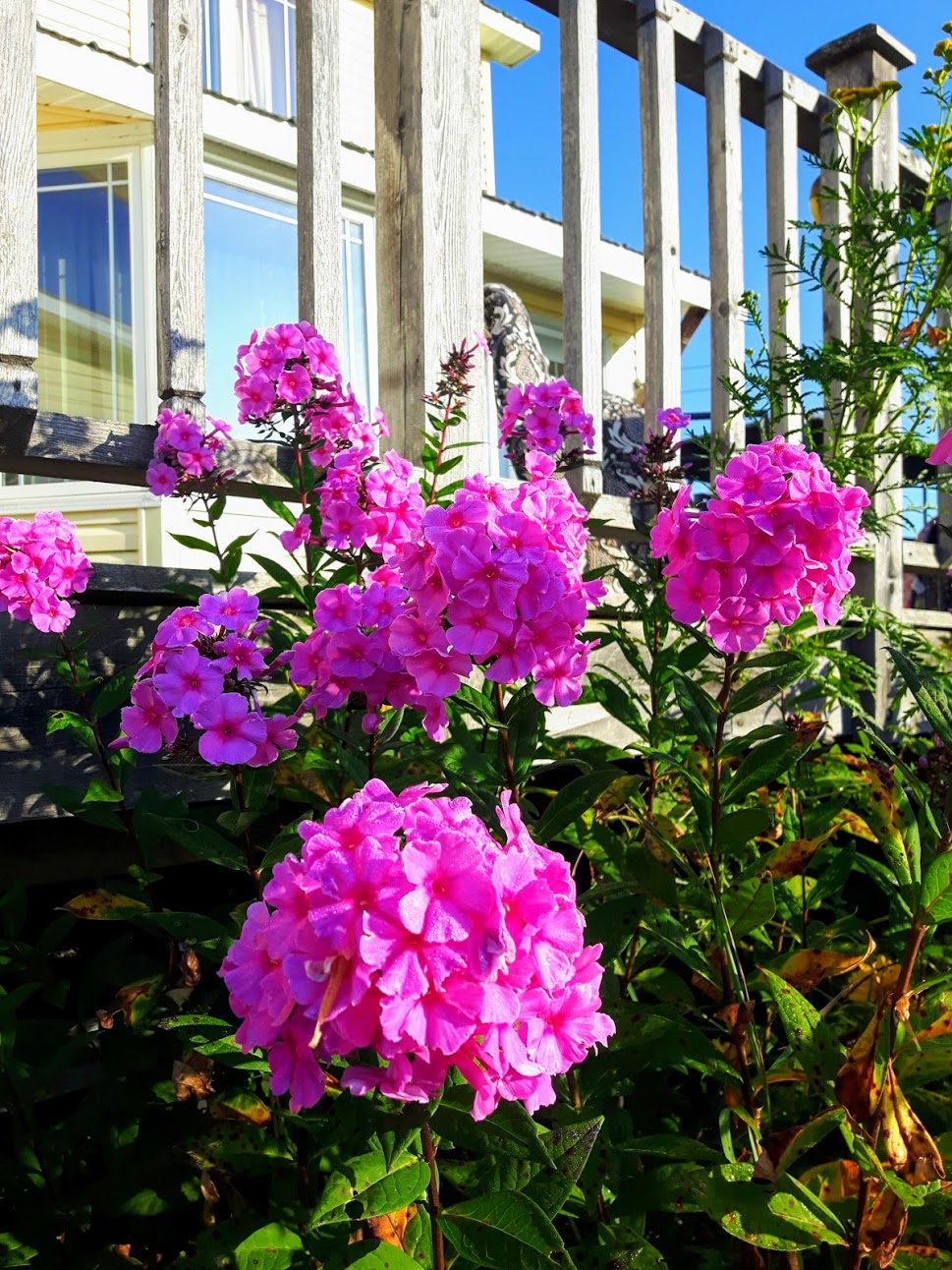 Diddley-Squash Farm | 291 Scott Rd, Salisbury, NB E4J 3K4, Canada | Phone: (506) 372-1085