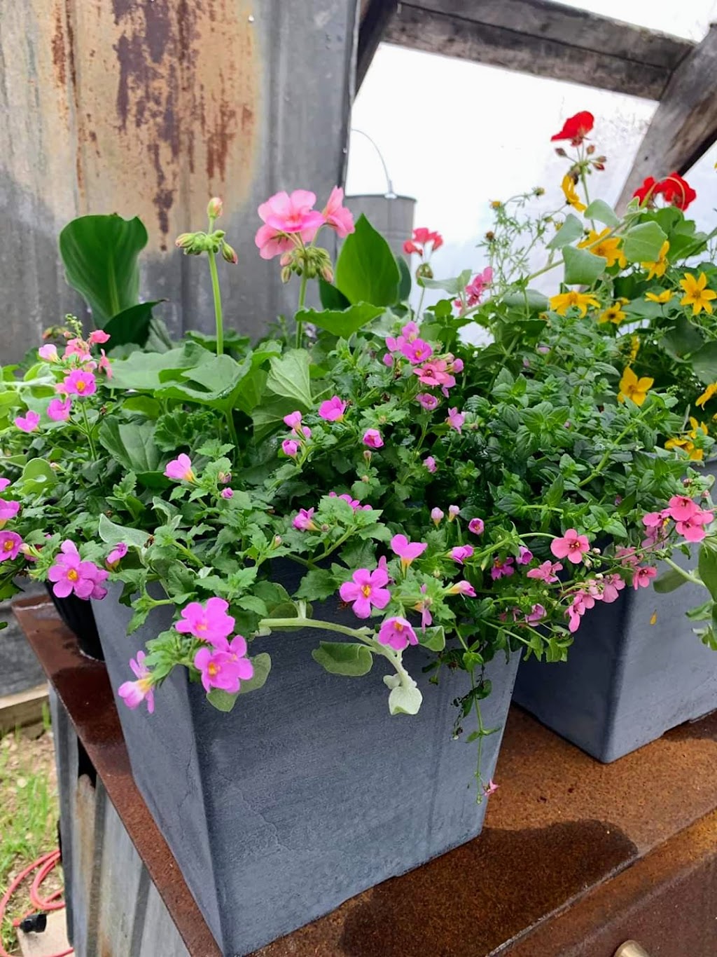 Greenes Garden Patch | 9664 NB-8, Blissfield, NB E9C 1L6, Canada | Phone: (506) 365-0499