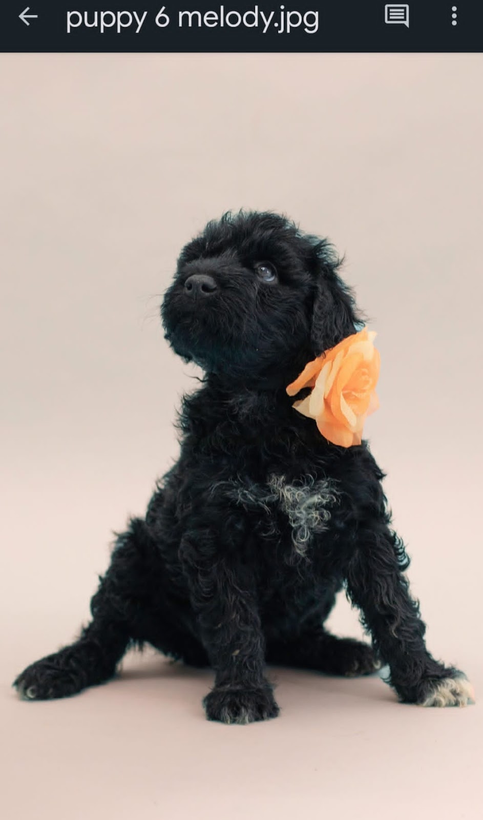 Pura Vida Portuguese Water Dogs | 324 Edgar Bonner Ave, Rockwood, ON N0B 2K0, Canada | Phone: (647) 898-9953