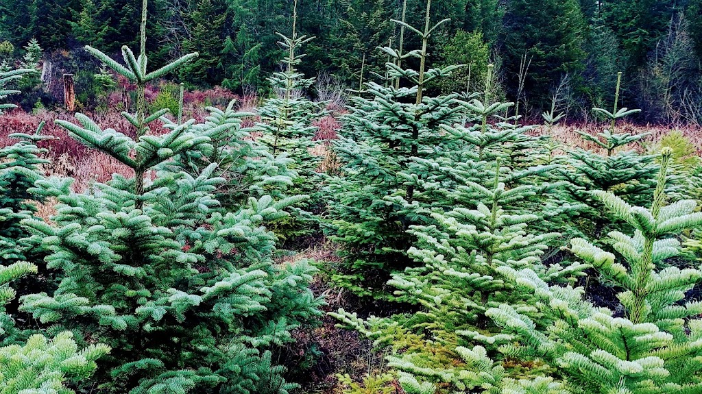 Whiskey Creek Christmas Tree Farm | Melrose Rd, Qualicum Beach, BC V9K 2M9, Canada | Phone: (250) 661-9528