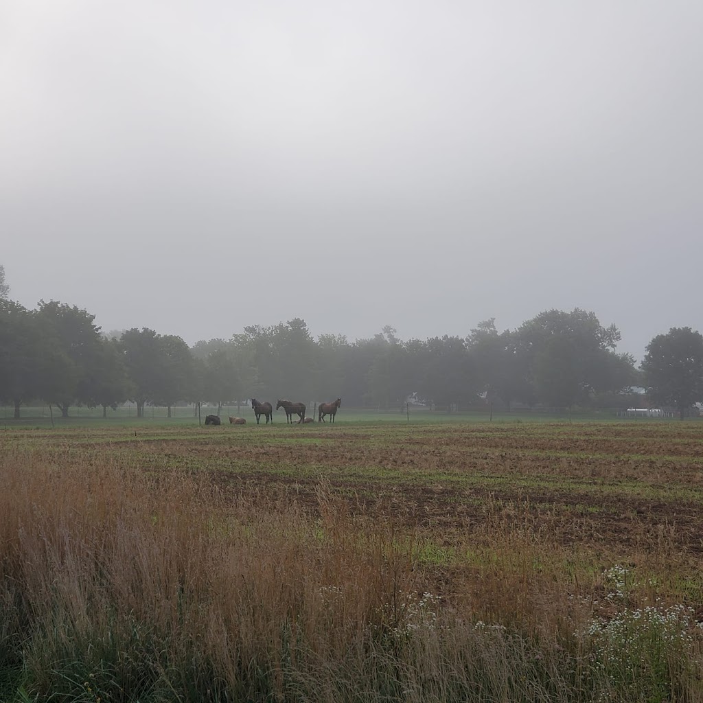 Willow & Withers Stables | 1575 Middle Dyke Rd, Centreville, NS B0P 1J0, Canada | Phone: (902) 483-4811