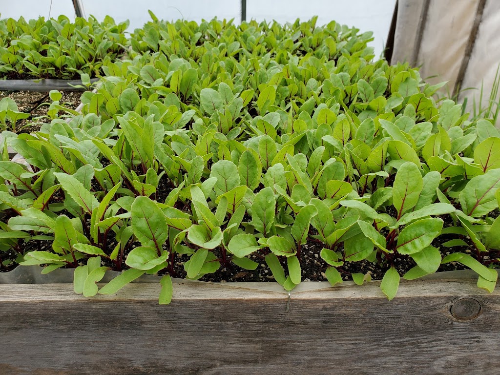 Lytles Organic Vegetables | 5135 Upper Dwyer Hill Rd, Arnprior, ON K7S 3G7, Canada | Phone: (613) 790-0037