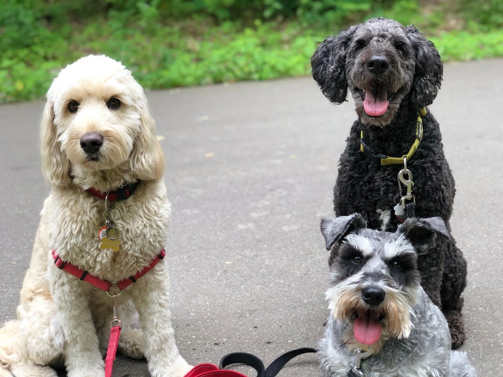 PawPal Adventures Pet Services | 30 Brixham Terrace, Toronto, ON M3M 2S1, Canada | Phone: (647) 444-3657