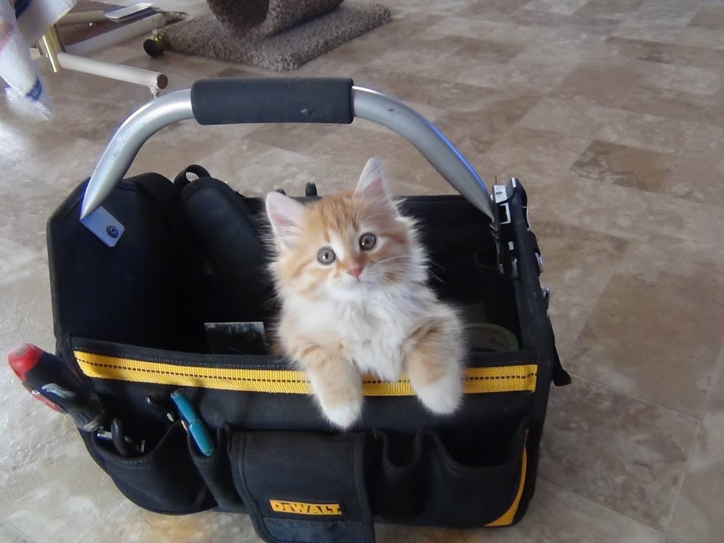 Wise Pet Care Cat Groomer | Box 713, 615 Government Rd S, Black Diamond, AB T0L 0H0, Canada | Phone: (403) 389-6526