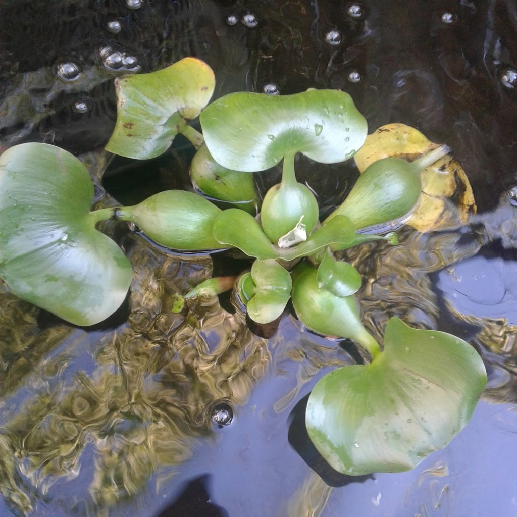 Clarke Koi Ponds inc | 763 Warden Ave, Scarborough, ON M1L 4B7, Canada | Phone: (416) 757-6328