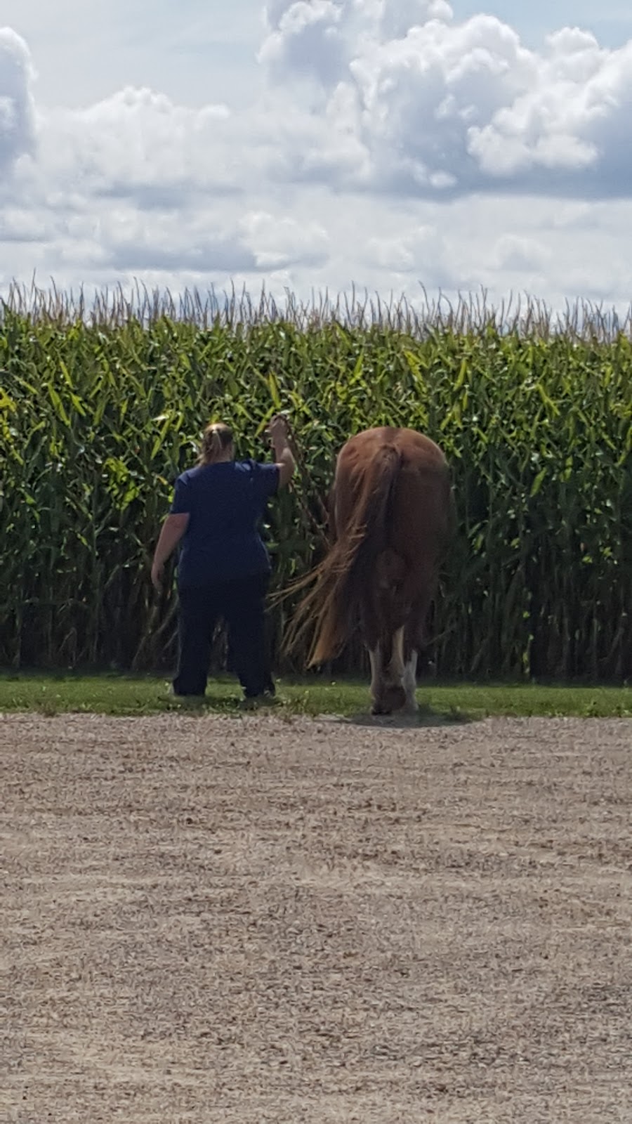 Thumb Veterinary Services | 60 E Miller Rd, Sandusky, MI 48471, USA | Phone: (810) 648-8230