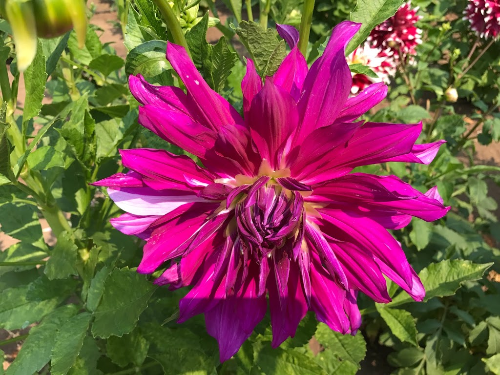 Miss Dahlia Store | 2241 Tippett Rd, Nanoose Bay, BC V9P 9E6, Canada | Phone: (250) 821-7339