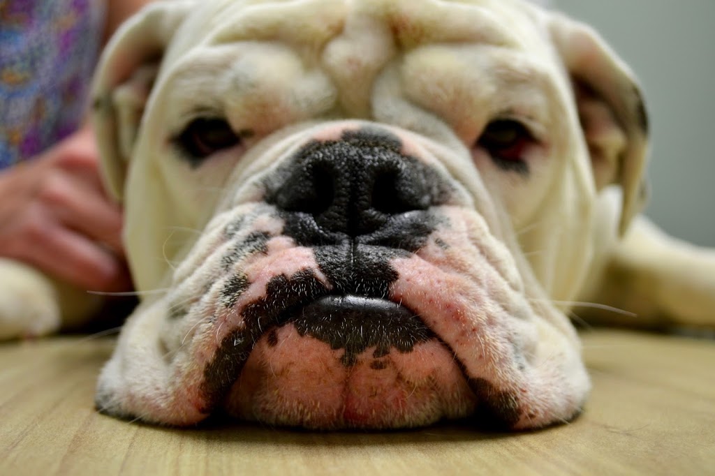 Landing Animal Clinic | 1600 90 Ave SW c155, Calgary, AB T2V 5A8, Canada | Phone: (403) 255-7735