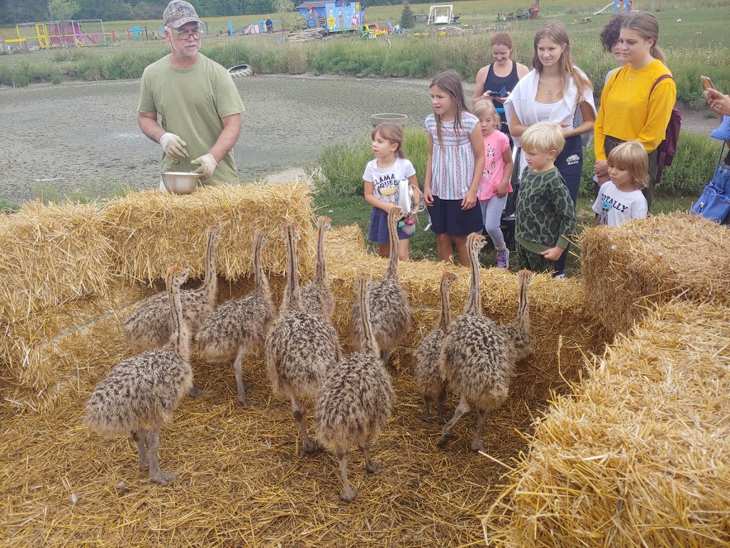Ostrich Land Farm | 8299 Concession 2 Rd, Caistor Centre, ON L0R 1E0, Canada | Phone: (647) 988-0841