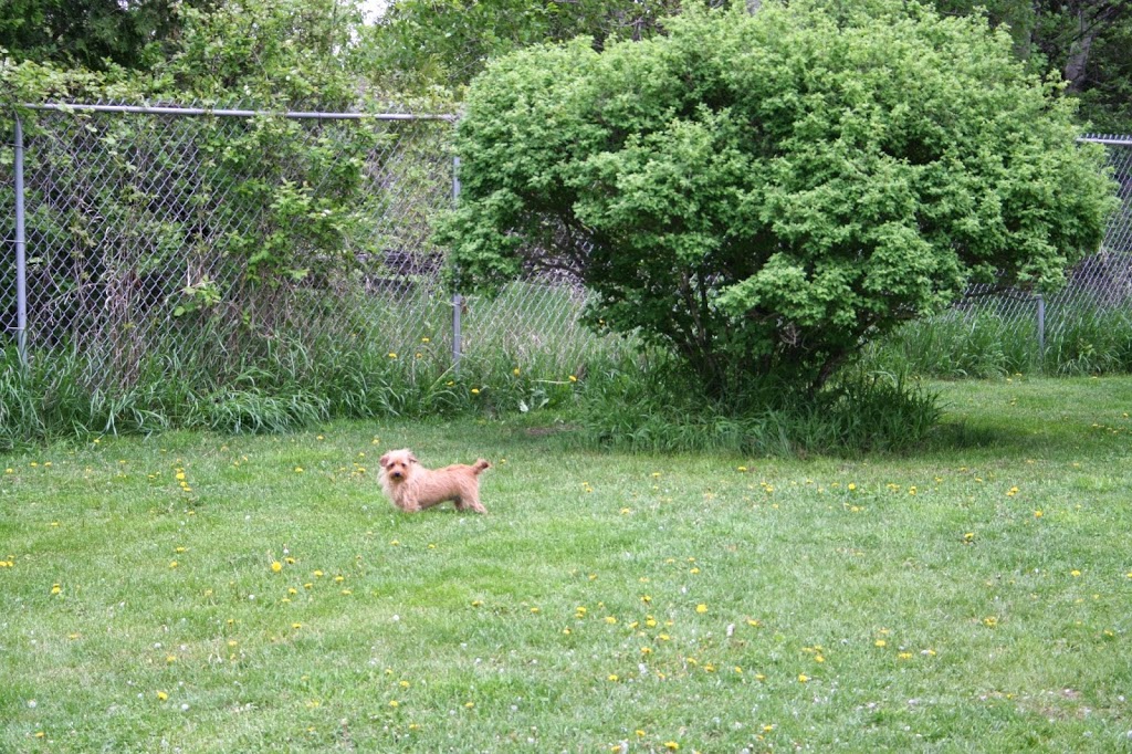 K-9 Komfort Inn | 226 Madeline Lane, RR 2, Norwood, ON K0L 2V0, Canada | Phone: (705) 639-1172