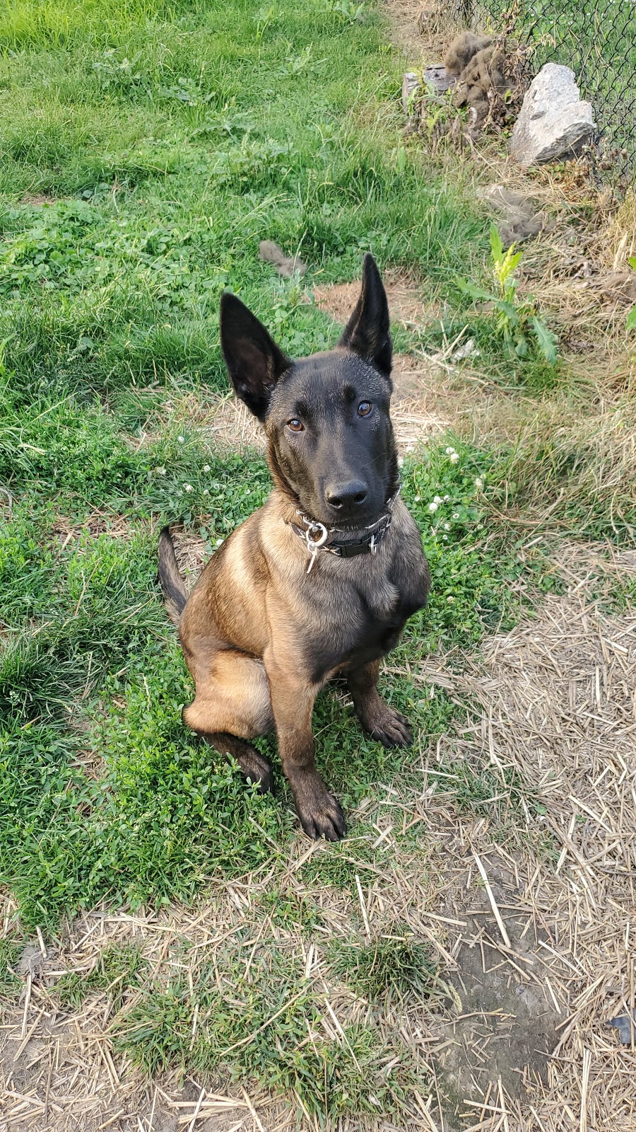 21st Century K9 | 4508 Concession Rd 4 S, Amherstburg, ON N9V 2Y8, Canada | Phone: (519) 999-3647