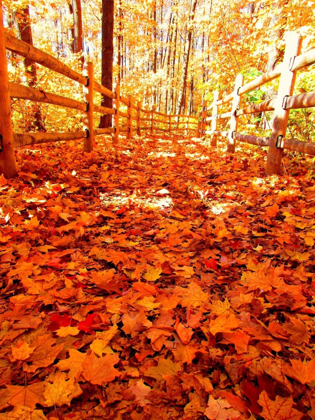 Frank Faubert Wood Lot | 185 Borough Dr, Scarborough, ON M1P, Canada