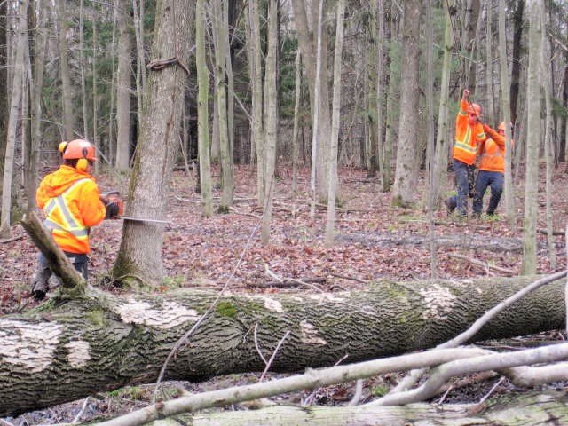 CLC Tree Services Ltd | 7024 Kerr Rd, London, ON N6N 1C5, Canada | Phone: (519) 685-0257