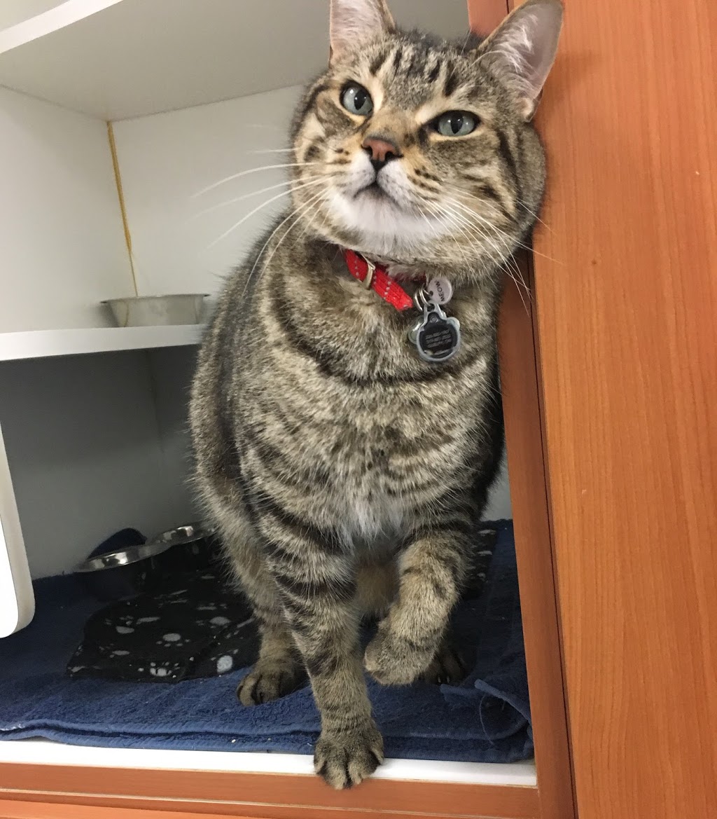 Guelph Cat Clinic | 15 Surrey St W #4, Guelph, ON N1H 3R3, Canada | Phone: (519) 821-2287