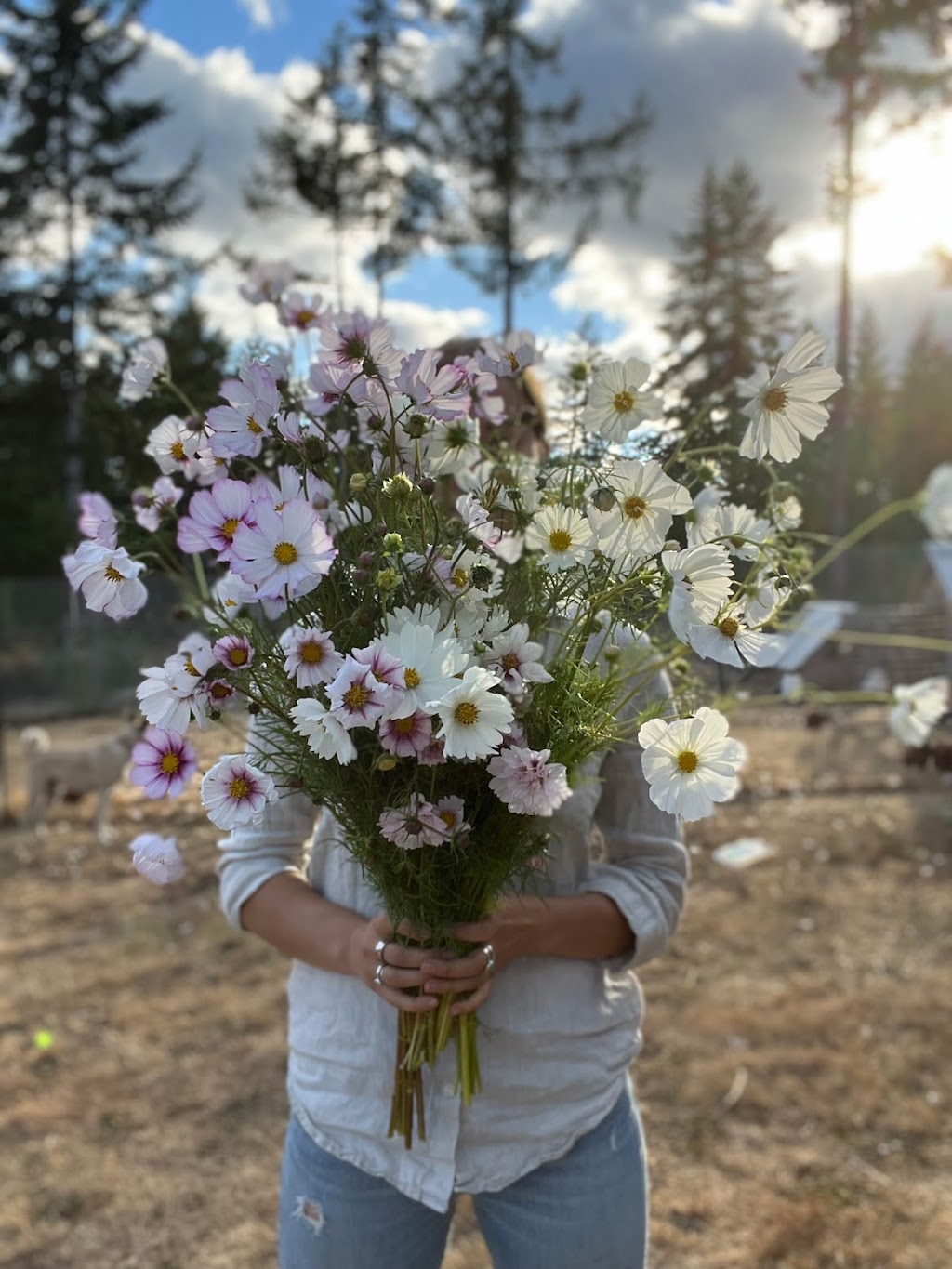 Grow & Gather Flower Farm | 5886 Kapoor Rd, Duncan, BC V9L 6H6, Canada | Phone: (778) 836-0624