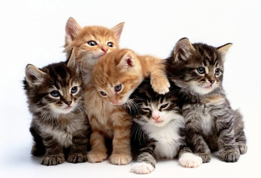 Rossland Animal Hospital | 575 Thornton Rd N, Oshawa, ON L1J 8L5, Canada | Phone: (905) 240-1119