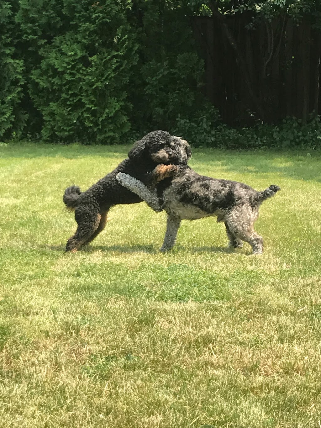 Woof-Tastic Doggie Care | 883 Percy Crescent, Kingston, ON K7M 4P3, Canada | Phone: (416) 820-3195