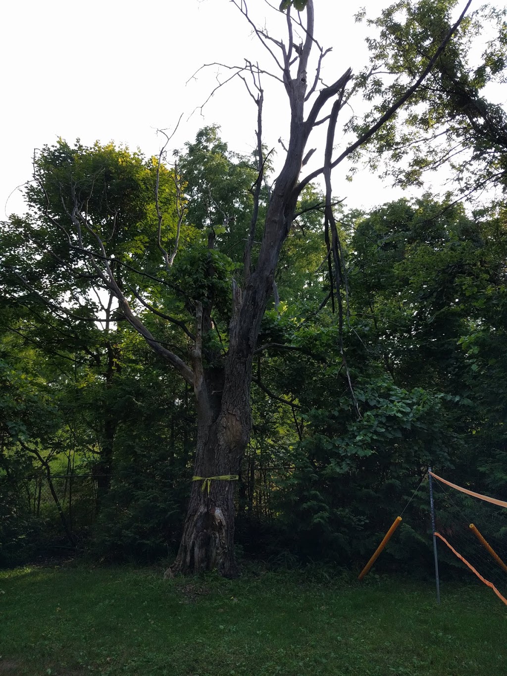 Caledon Tree Services | 750 Mt St Louis Rd E, Coldwater, ON L0K 1E0, Canada | Phone: (647) 965-5721