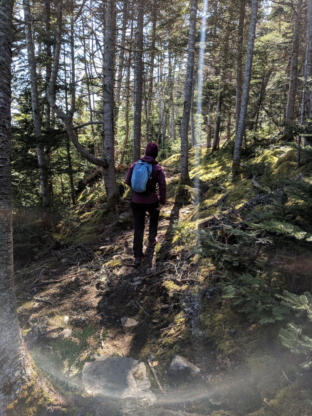 Mickeleens Path | Bears Cove Rd, Goulds, NL A1S 1R3, Canada