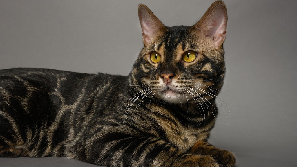 KW Bengals | Alison Ave, Cambridge, ON N1R 1N2, Canada | Phone: (519) 778-9502