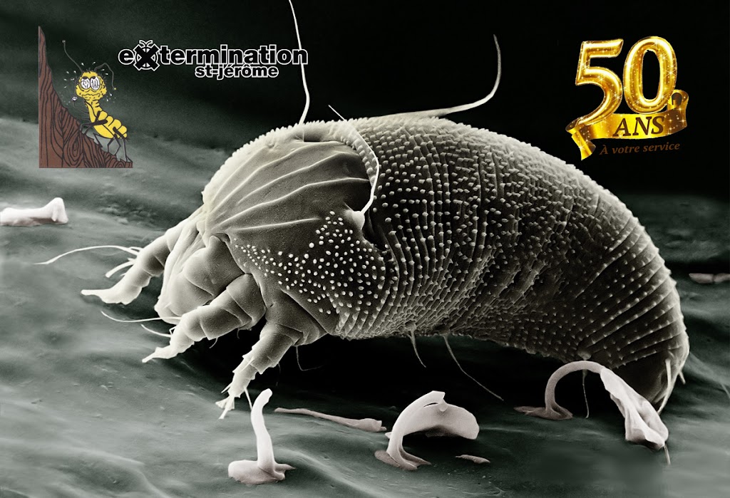 Extermination St-Jérôme inc. | 95 119e Av, Saint-Jérôme, QC J7Y 1A1, Canada | Phone: (450) 436-1779