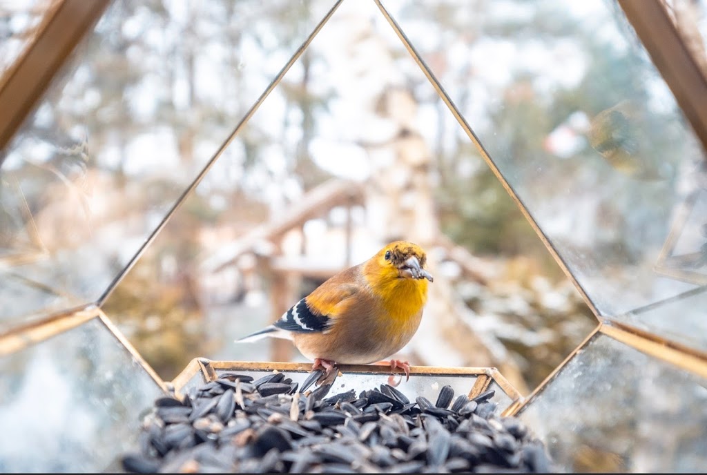 Moore Birdfeeders | 316224 Highway 6, Chatsworth, ON N0H 1G0, Canada | Phone: (519) 221-7247