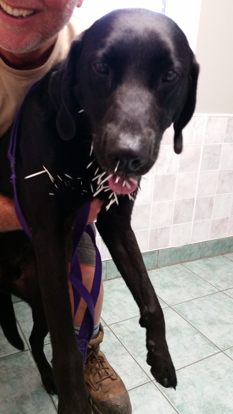 Champlain Animal Hospital | 2673 Lakefield Rd, Peterborough, ON K9J 6X5, Canada | Phone: (705) 742-4243