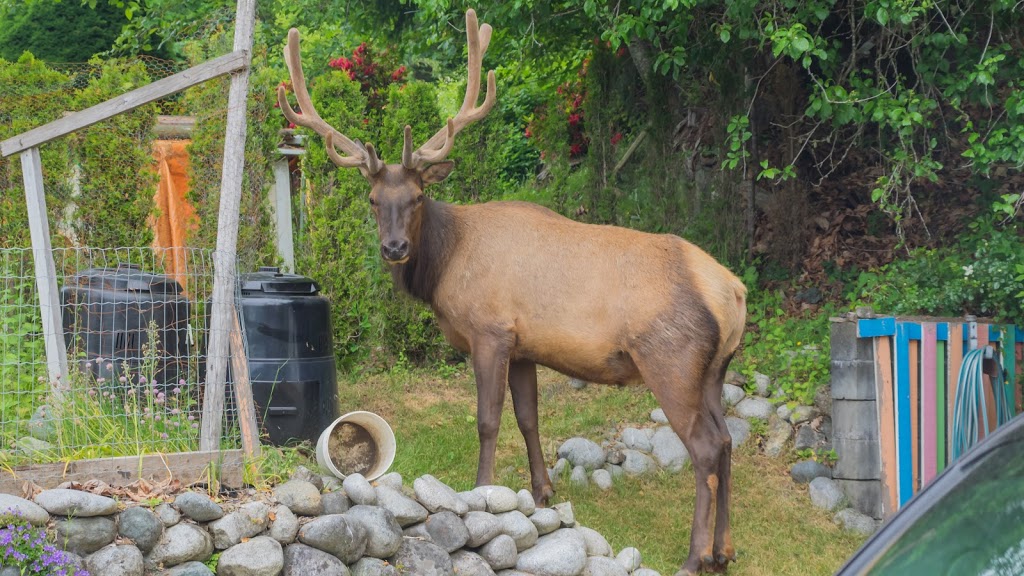 Youbou Guest House | 10331 Youbou Rd, Youbou, BC V0R 3E1, Canada | Phone: (250) 710-0207