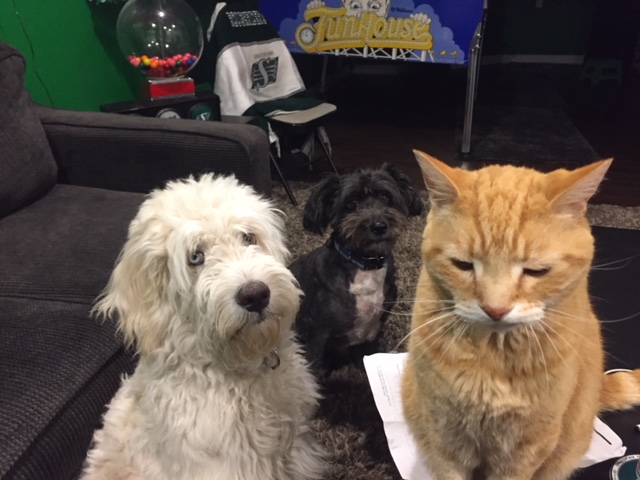 Highview Animal Clinic Ltd | 1104 18 St SE, High River, AB T1V 2A6, Canada | Phone: (403) 652-1300