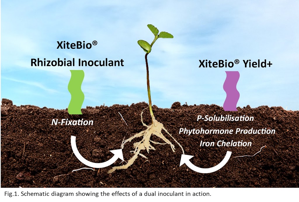 XiteBio Technologies | 3194 St Marys Rd, Winnipeg, MB R2N 4A8, Canada | Phone: (204) 257-0775