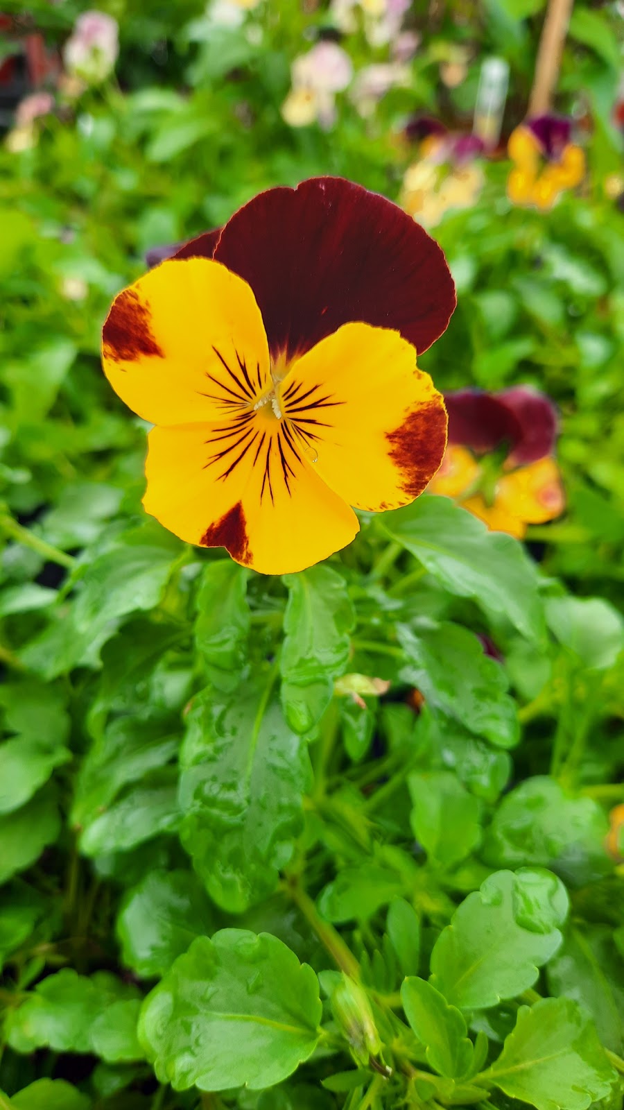 Plants Plus Greenhouse & Nursery | 702 Edith Ave, Petersfield, MB R0C 2L0, Canada | Phone: (204) 738-2634
