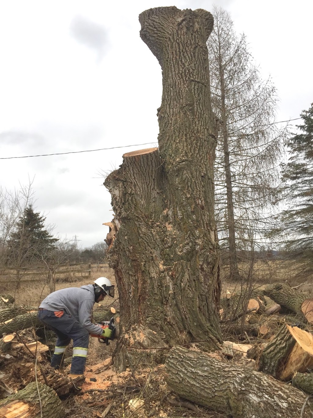 Black Creek Tree Service | 5 Donjon Blvd, Port Dover, ON N0A 1N7, Canada | Phone: (519) 754-7134