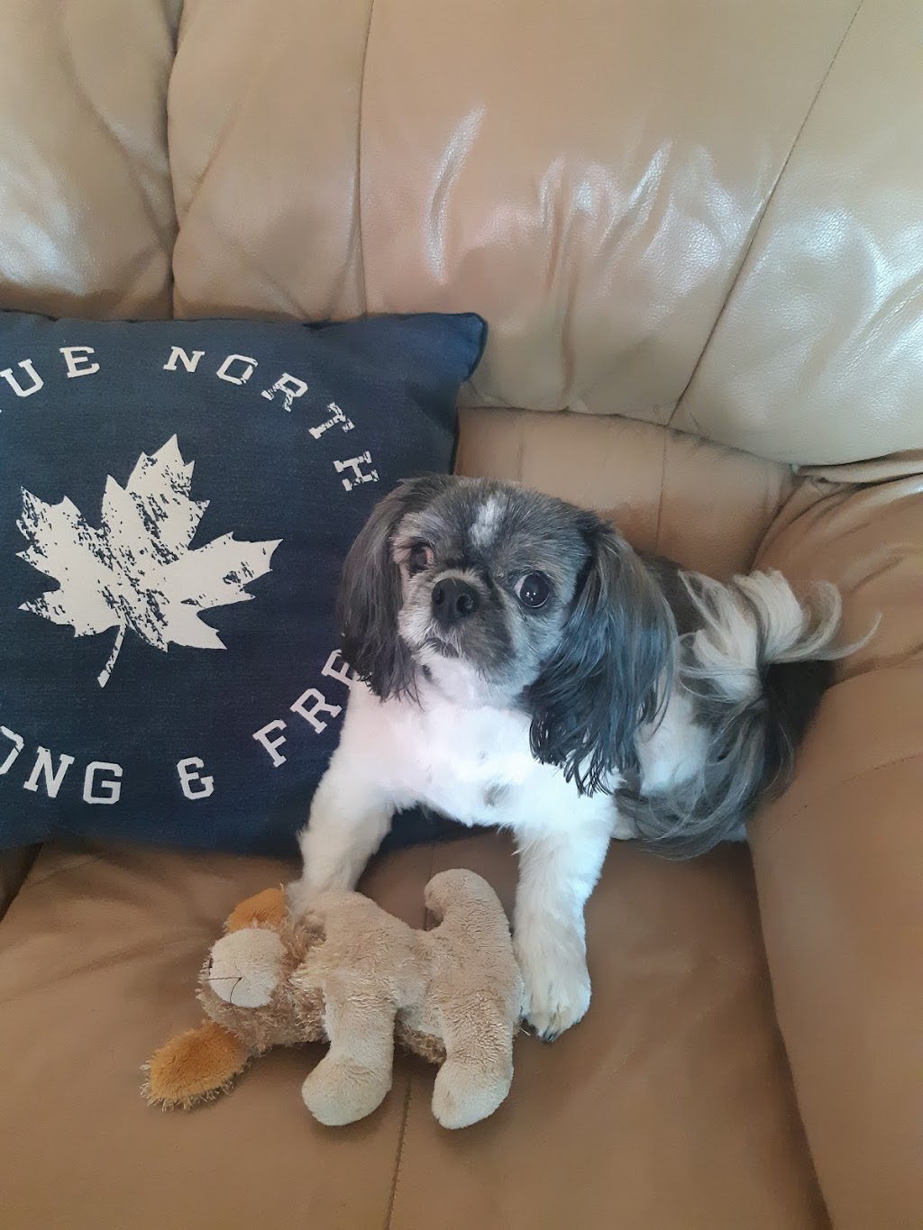 Pampered Pets | 2308, ch Herron, Dorval, QC H9S 1C5, Canada | Phone: (514) 631-6226