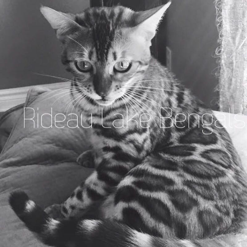 Rideau Lake Bengals | Blacksmith Rd, Lombardy, ON K0G 1L0, Canada | Phone: (613) 299-0775