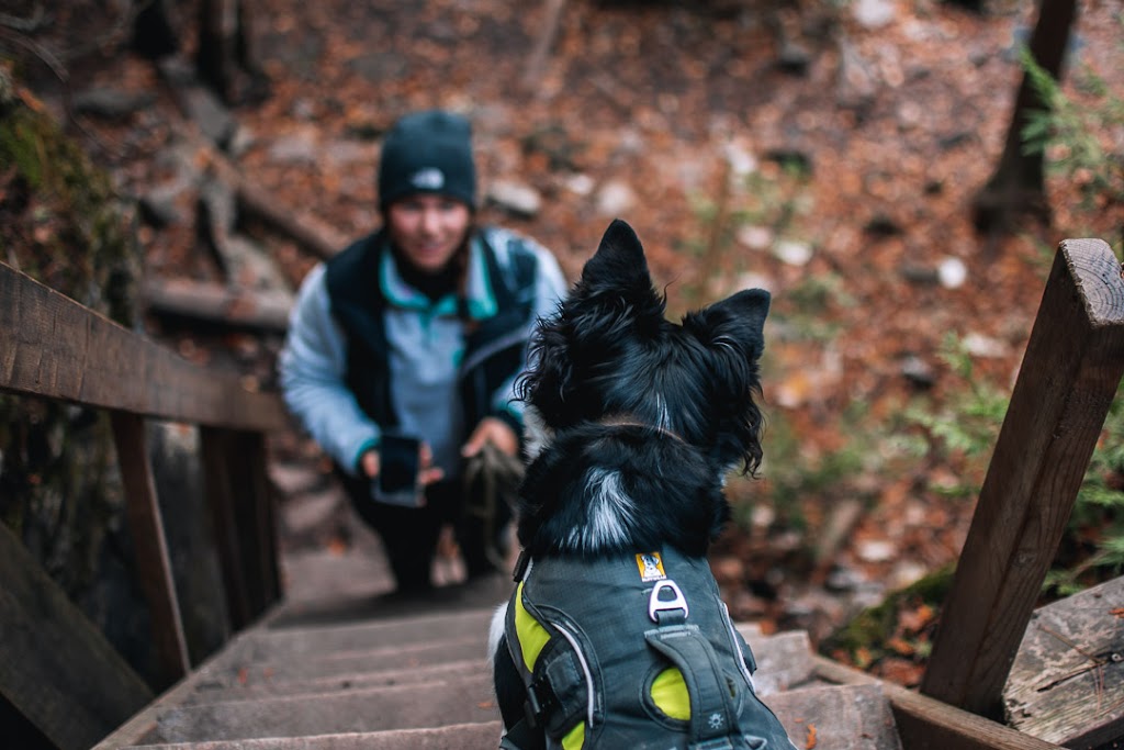 Paws in Focus | 3 Cain Ct, Nobleton, ON L0G 1N0, Canada | Phone: (905) 758-7557