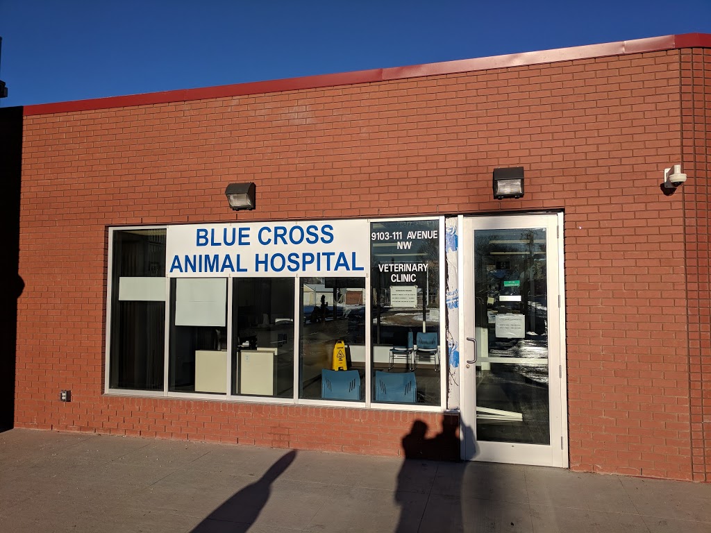 Blue Cross Animal Hospital | 9103 111 Ave NW, Edmonton, AB T5B 0C3, Canada | Phone: (780) 424-0025