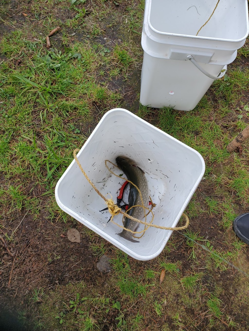 Pisciculture Tardif & Fils pêche en étang et ensemencement truite. | 550 Rang Petit Beloeil, Saint-Côme, QC J0K 2B0, Canada | Phone: (450) 883-1748