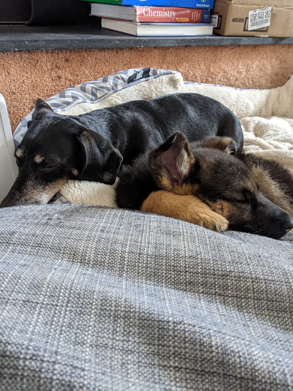 Westside German Shepherds | South east 18 -16-27 W2, Saskatchewan St W, Moose Jaw, SK S6H 4R3, Canada | Phone: (306) 693-2694